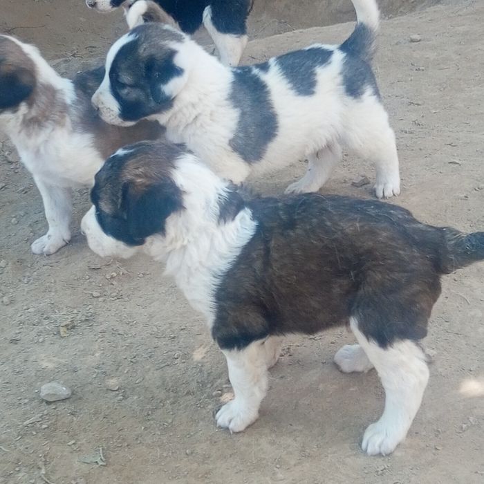 Алабай Кучукчук болар сотилади 25 кунлик Болди