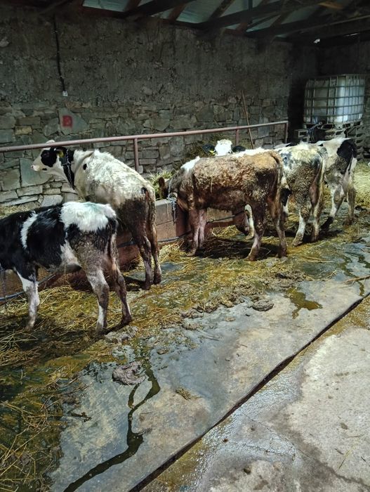 Vițele de vânzare