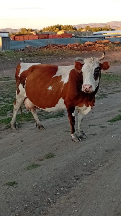 Продам молочную корову