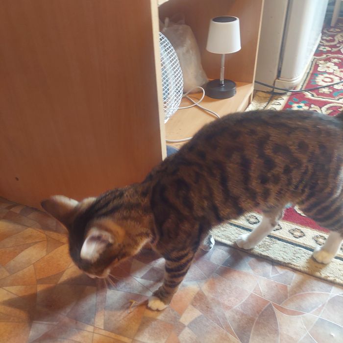 Отдам кота в добрые руки