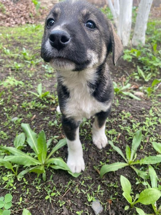 Щенята в добрые руки