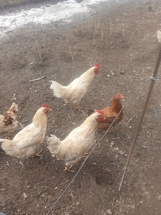 Продам петушков молодые