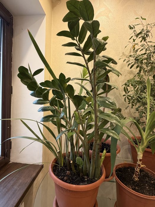 Продам комнатные растения.