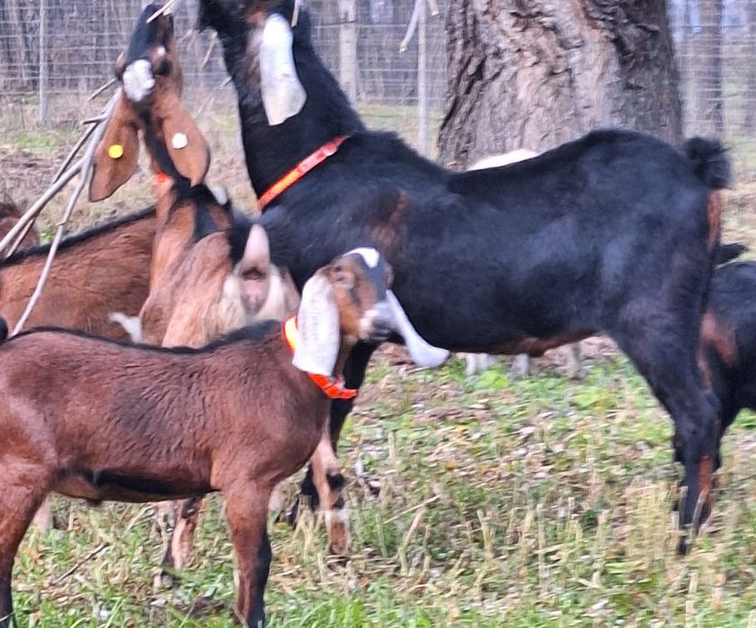 Țap Anglonubian cu pedigree din părinți campioni