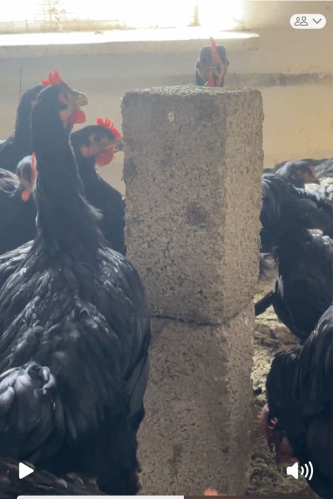 Гигант кора шахзода  (чёрный принц куры петухи цеплята) qora shahzoda.