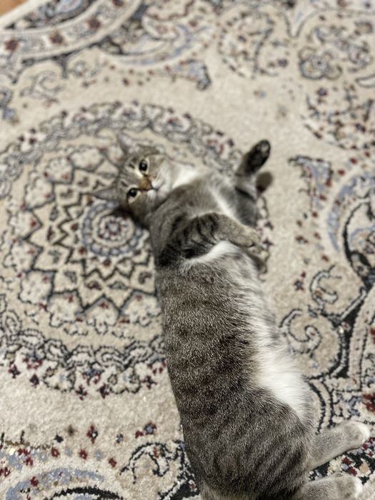 Отдам кошку