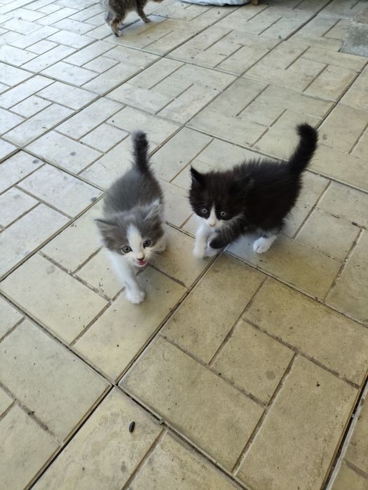 Крысыловы котята и кошка.