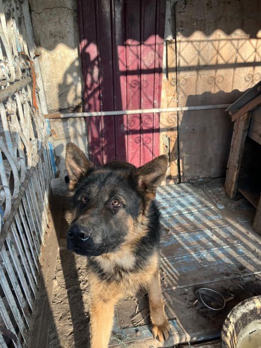 Немецкая овчарка