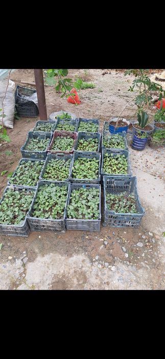 Sabzavot poliz ekinlari ko‘chatlari