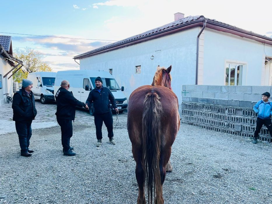De vânzare iapa gestantă