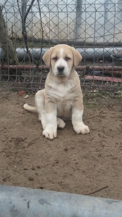 Catei ciobanesc de asia centrala!