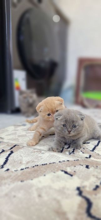 Продаются котята выслоухи мальчик ва девочка британские