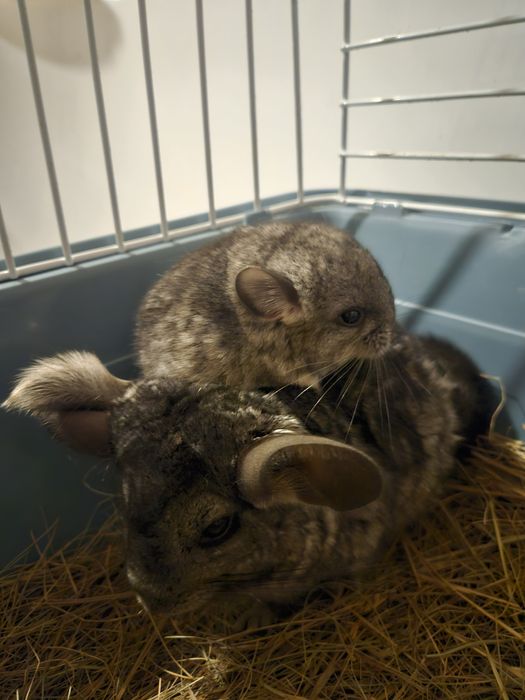 Малышка шиншиллы (стандарт) — открыта бронь только в добрые руки!!!