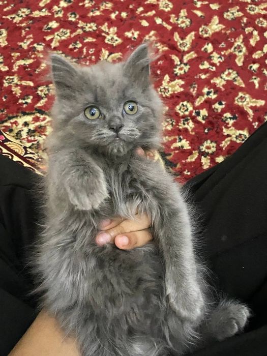 Scottish mushuklar sotiladi