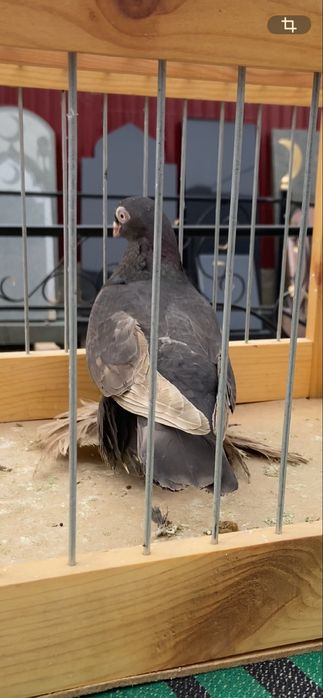 Голуби Гульсарка и бурая (майля)