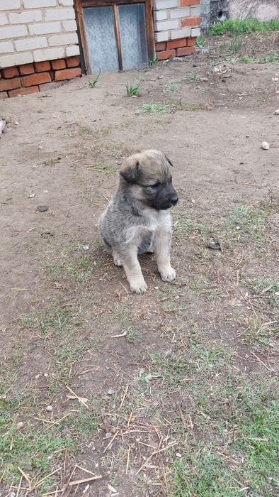 Отдам щенят  в добрые руки