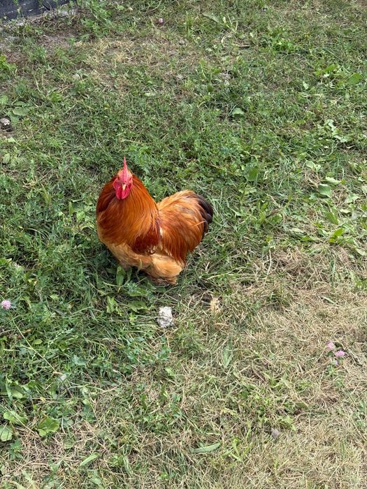 Продам куры несушки цена за 1 курицу!