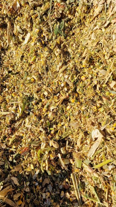 Царевичен силаж 2025