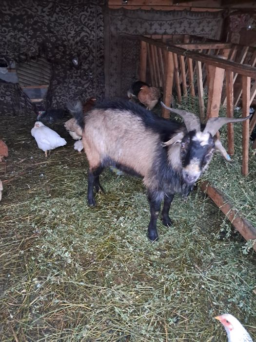 Țap carpatin de vanzare