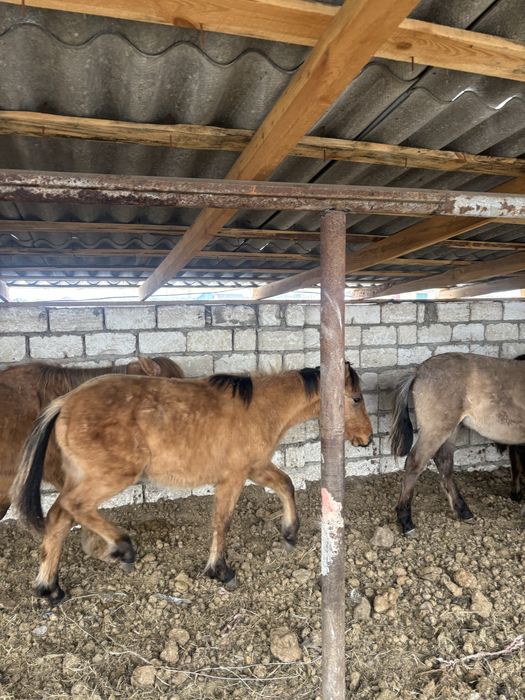 Тай сатылады срочно