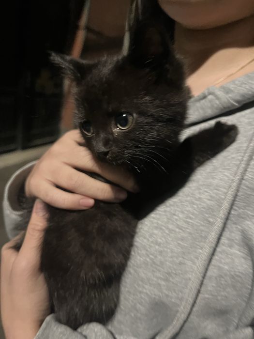 Отдам котенка,черная,девочка,примерно 4 месяца