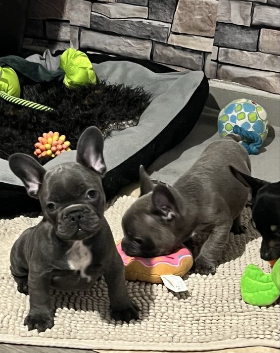 Френски булдог  - мъжки