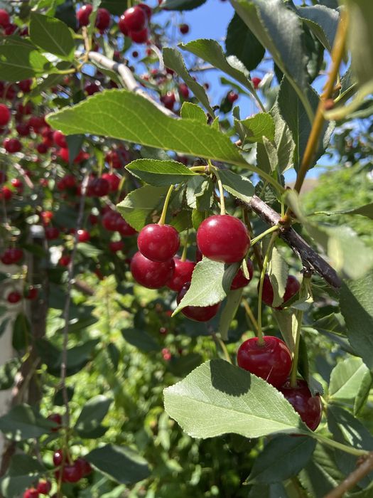 Продам дачу общество Каучук