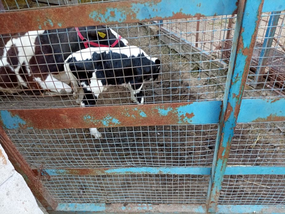 Vaca cu vițică 3 ani