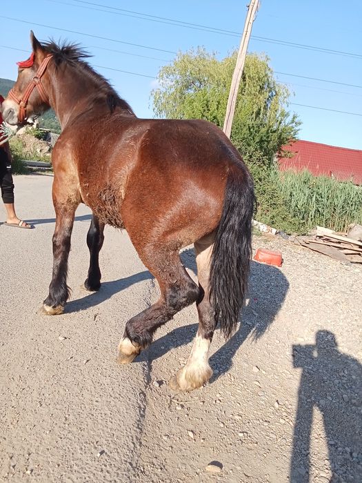 De vânzare mânz de 2 Ani vând sau schimb