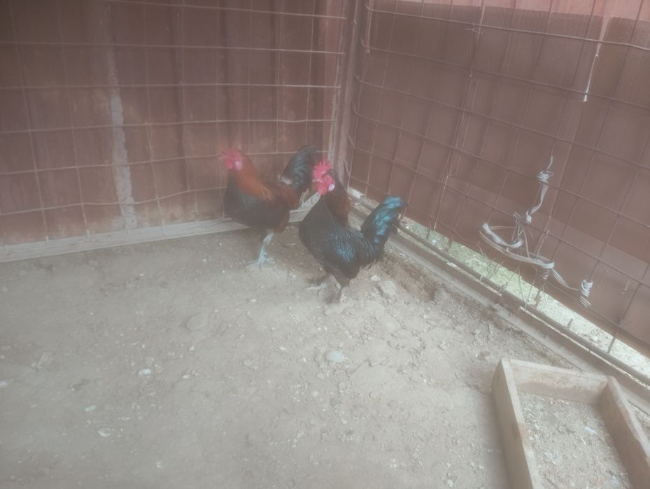 Продаётся японские