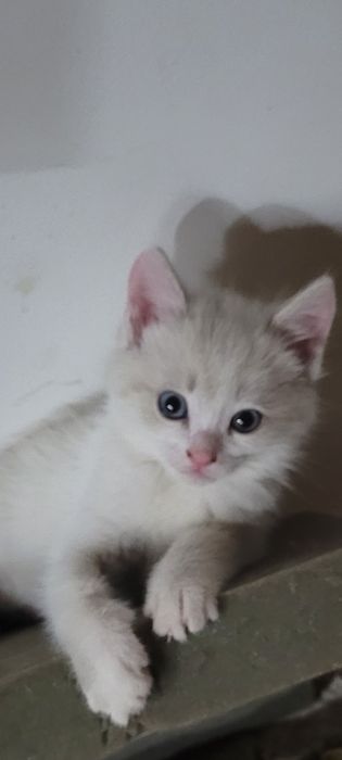 Отдам котят в добрые и заботливые руки