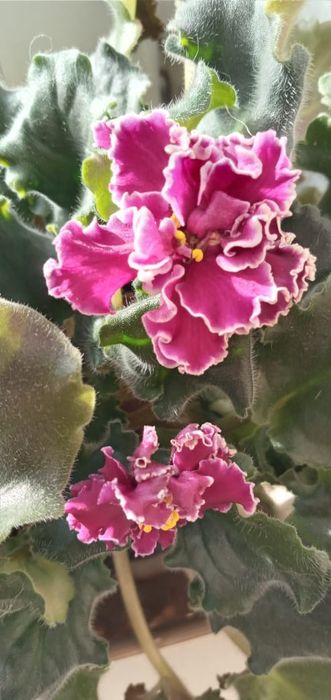 Продам фиалки сортовые цветущие