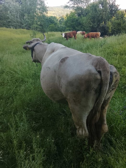 Vind vaca cu vitea