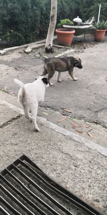 Donez  6 căței ,4 femele,2 masculi,varsta 3 luni