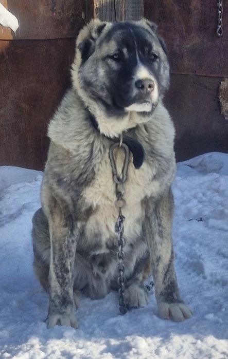Продается щенок 7 месяцев мальчик