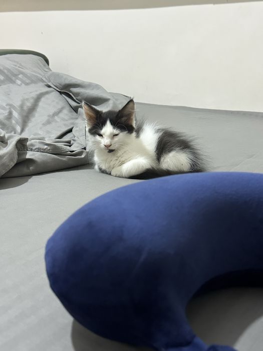 Котик в добрые руки