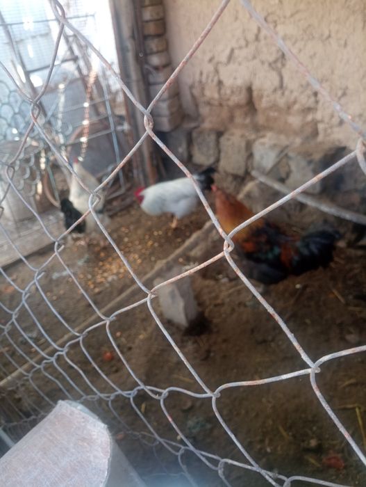 Қораз қораз қораз