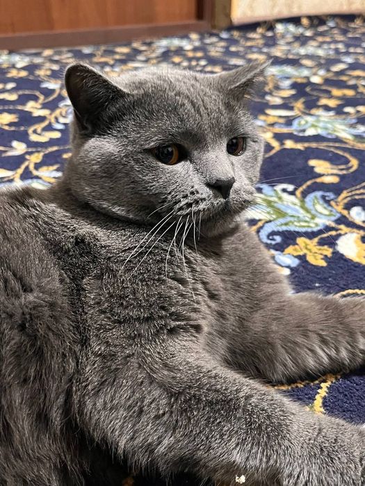 Ищем невесту этому красавцу