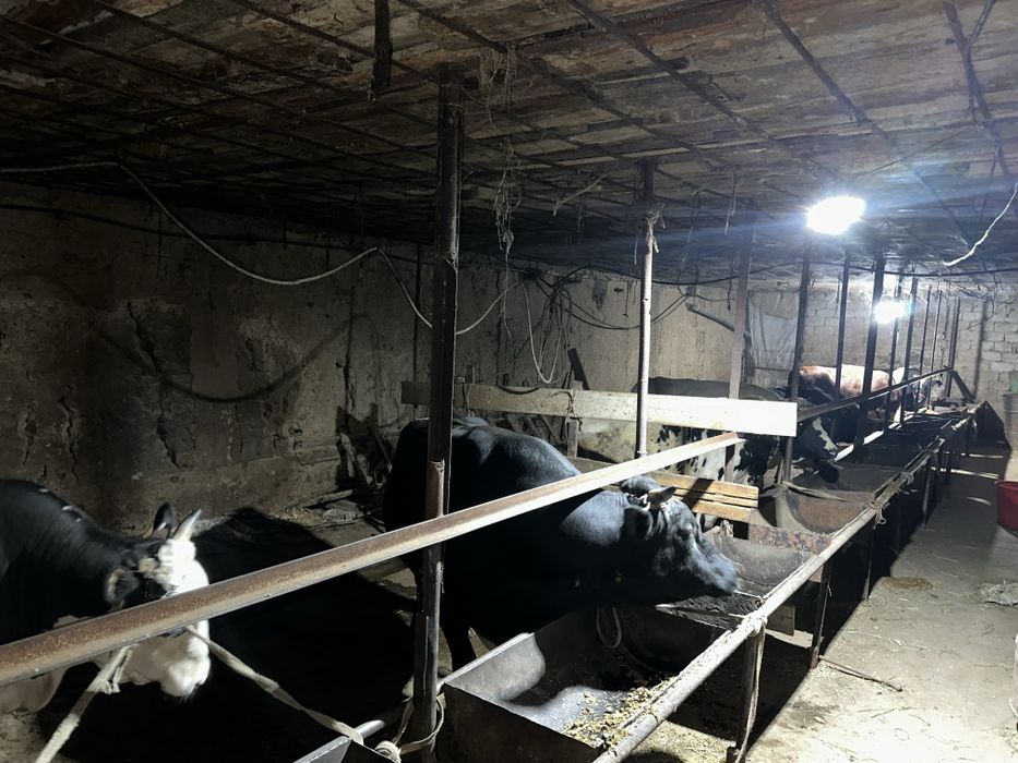 Qurbon xayit ga  ehson qilaman digan okala uchun