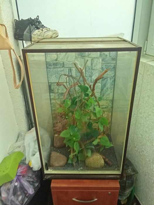 Терариум для хамелиона