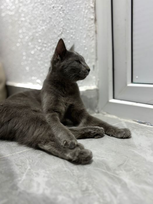 Котенок девочка серый