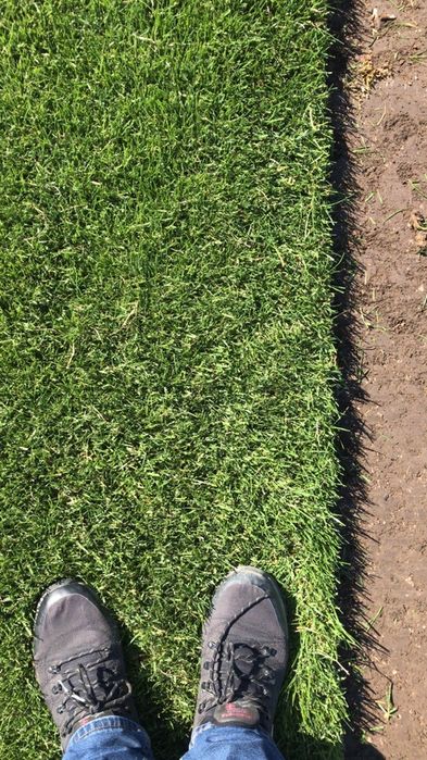 Rulouri de gazon rulou role gazon rulouri