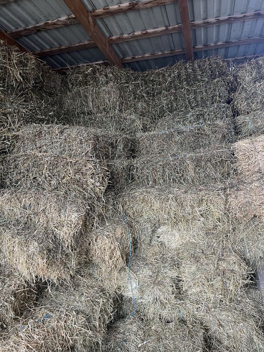 Baloti de fân, trifoi si lucerna