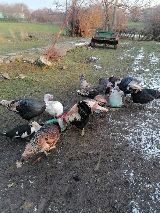 Пуики 40 евро женски 60 мъжки