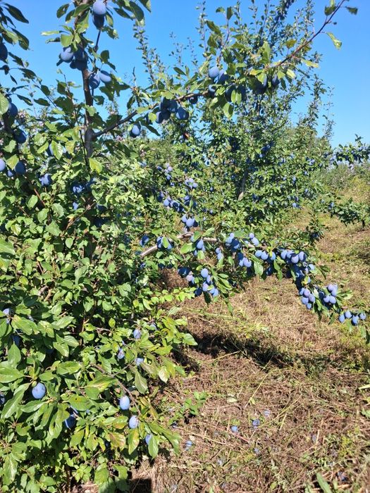 Vând prune pentru masa,dulceață,compot,țuică