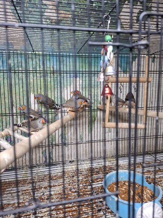 В продаже Птицы и грызуны