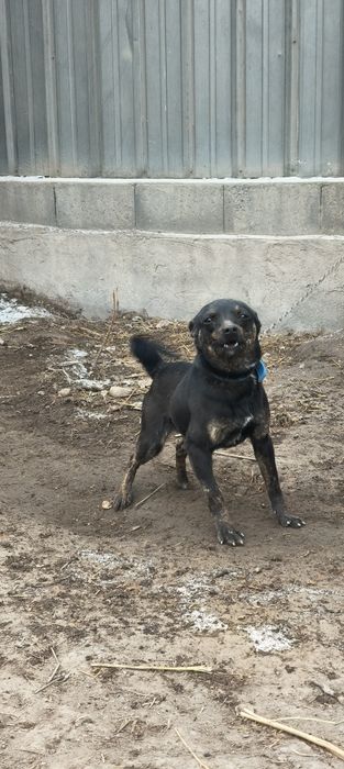 Собака German Shepherd
