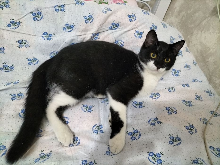 Котенок подросток