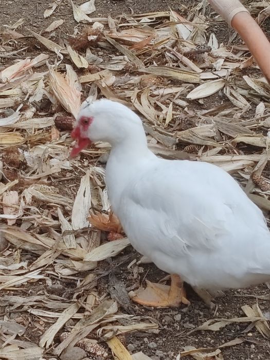 Vând 6 rațe mute crescute bio