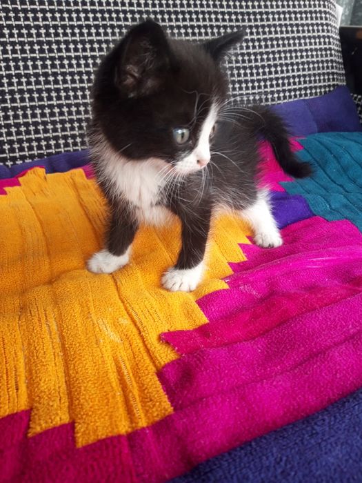 Котята , домашние
